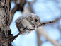 Siberian Flying Squirrel In Winter