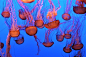 orange and black jellyfish wallpaper