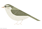 Bird handbook : Illustrations for Bird Handbook, a leaflet introducing birds living in Tokyo. 