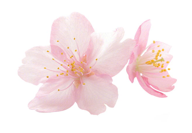 桃花-粉色花