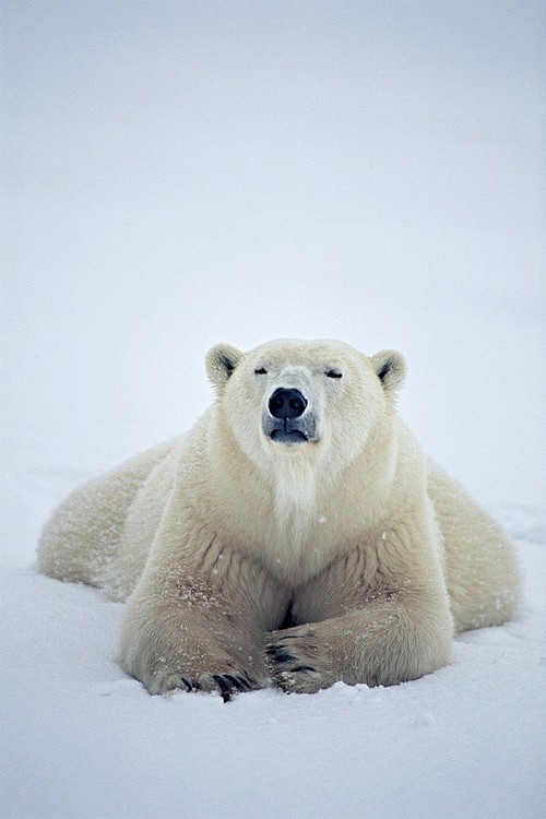 Polar Bear by Paul K...