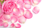 粉玫瑰与花瓣.jpg (4368×2912)