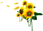 png葵花 向日葵 植物鲜花 透明背景免抠素材
@冒险家的旅程か★