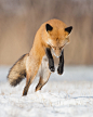 Jumping by Maxime Riendeau on 500px