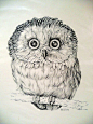 owl