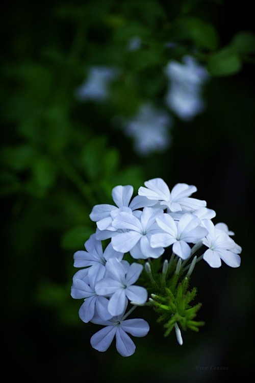 Plumbago  Cape leadw...