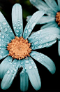 ^波光粼粼的蓝色雏菊。