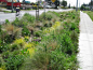 Roadside Rain Garden in Ballard.: 