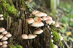 鸡蟹师采集到Mushroom