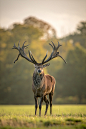 drxgonfly:

Post-rut Stag (by Old-Man-George)