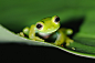 lovenature:

Emerald Glass Frog (Centrolennela prosoblespon) by Marek Stefunko
