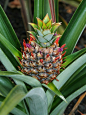 Pin by Ara Metzner on Hawaiian Surroundings | Pinterest