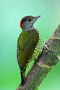 鴷形目·啄木鸟科·绿背斑啄木鸟属：棕斑啄木鸟