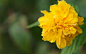 一朵黄色的鲜花盛开高清图片下载