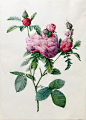 Pierre-Joseph Redoute皮埃尔-约瑟夫·雷杜德(1759 St. Hubert - 1840 Paris) 出生于法国圣于贝尔一个画家世家。23岁时成为国家自然历史博物馆工作的著名花卉画家杰勒德·范·斯潘东克（1746－1822年）的学生兼助手，后又师从植物学家查尔斯-路易斯·埃希蒂尔·德布鲁戴尔（1746－1800年），系统地掌握了植物在形态方面的自然科学知识。这些植物学知识，使得雷杜德能够将他的绘画作品赋予严格的学术性与写实性。