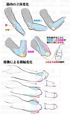 南城有君名北辰采集到手臂 腿 胸 头