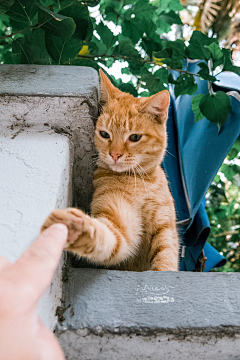 青柠hl采集到可爱的猫猫狗狗