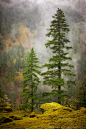 Misty Mountains, Oregon
photo via linda