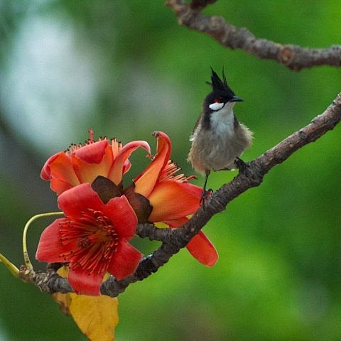 木棉花