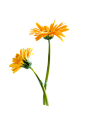花朵免抠素材（八） - xcbwuyi6565 - wuyi
