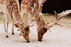 墨墨大娃娃采集到Deer.▕ 是鹿呢。