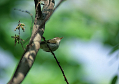 宝v宝采集到树枝上的鸟