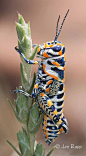 Grasshopper, Painted - Dactylotum bicolor 1a (KS) (edit) | by MO FunGuy: 