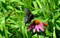 1920x1200 Wallpaper butterfly, flight, flower, field, summer, beautiful