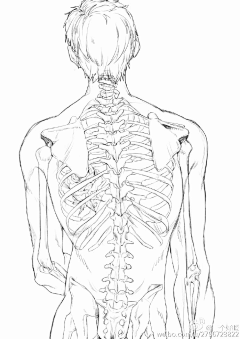 无影歌采集到人体结构透视教程