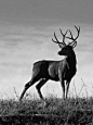 Black & White Stag