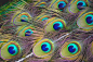Colorful Peacock Feathers Free Image Download