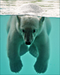 始终觉得北极熊不应该会潜水