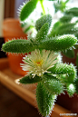 多肉植物俱乐部：多肉植物【雷童】别名：刺叶露子花，学名：Delosperma echinatum，科属：番杏科露子花属。原产南非干旱的亚热带地区，其枝叶密集，青翠宜人，缀以黄白色小花，素雅清淡，宜作盆栽点缀居室或吊盆栽种。喜阳光充足和通风良好的环境，耐干旱和半阴，无明显休眠期。