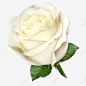 情人节白色玫瑰花图高清素材 214 520 一心一意 一朵玫瑰 免抠图 情人节 玫瑰花 白色玫瑰花 花朵 元素 免抠png 设计图片 免费下载 页面网页 平面电商 创意素材