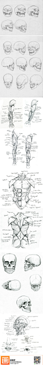 【基础教材】头部和躯干的分析和研究，非常赞的资料，推荐给大家！ 【原画梦APP学习更多精彩教程，手机微博点击链接后按右上角按钮，用网页游览器打开下载http://t.cn/zR62r1A 】@绘画圣地网 @涂鸦王国 @明天教室原画培训 @jeanne_资料整理库 @木子翔Lix @痕迹画廊 @CG硬克美术资源网 @火神CG工场