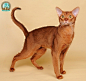 Abyssinian／阿比西尼亚猫 　阿比西尼亚猫又称埃塞俄比亚猫、又因步态优美被誉为芭蕾舞猫。而阿比西尼亚猫的毛色同野兔相像，英国人亦称它为兔猫或球猫。阿比西尼亚猫仪表堂堂、尊贵、庄严、天生一副帝王之相，加上它红黄相间、深浅不一、变化莫测、华丽动人的被毛，使不少爱猫者为之倾倒。阿比西尼亚猫是短毛猫中的贵族，也是世界上最流行的短毛猫之一。但是阿比西尼亚猫的繁殖率不是很高，所以也非常稀有而珍贵。

