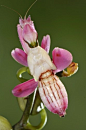 Orchid Mantis | Orchidée兰花螳螂