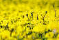 General 2560x1731 flowers yellow flowers plants
