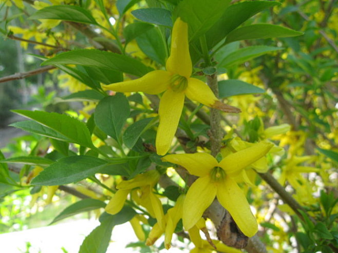 #连翘 Forsythia suspen...