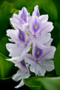~~Jacinthe d'eau / Water hyacinth by anjoudiscus~~