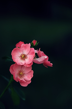 钓猫の鱼儿采集到【造型参考】花树（不言自芳）