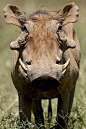 warthog -: 