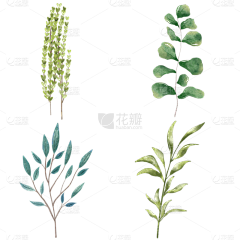 花瓣素材采集到绿植免抠元素