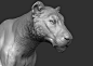 3D lion zbrush https://static.turbosquid.com/Preview/001226/673/0G/3D-lion-zbrush_D.jpg