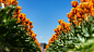 Two long rows of orange tulips under a blue sky