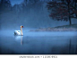 Swan 图片 - Pixabay - 下载免费图片