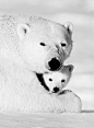 Polar Bears #photos, #bestofpinterest, #greatshots, https://facebook.com/apps/application.php?id=106186096099420