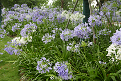 幻想鄉的影儿采集到花草庭院