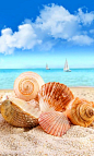 贝壳 - Seashells