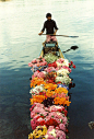 达尔湖(Dal Lake)卖花人，克什米尔